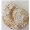 Image 8 : Large Ammonite Fossil