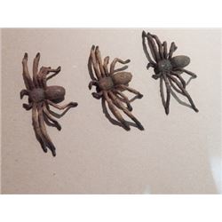 Lot of 3 Screen Used Baby Bob Spiders from "Arachnophobia"