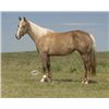 Image 1 : Las Vegas Six - 2010 Palomino AQHA Mare