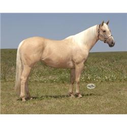 Frenchmans Marvel - 2011 Palomino AQHA Mare