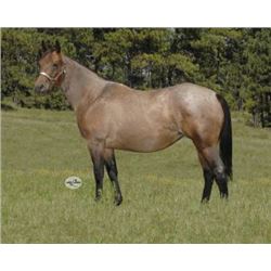 French Oak - 2012 Bay Roan AQHA Mare