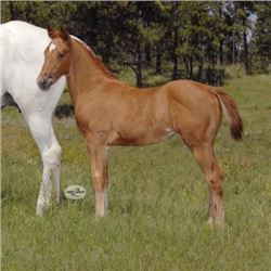 OUT of sale Jess The Best (pending) - 2015 Sorrel AQHA Filly