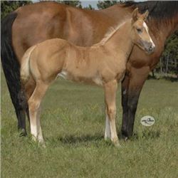 Jess You N Me (pending) - 2015 Palomino AQHA Stud Colt