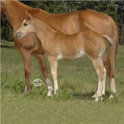 Ms Red Jess (pending) - 2015 Sorrel AQHA Filly