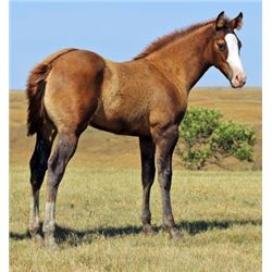 Frost Flash San (pending) - 2015 Red Dun AQHA Stud Colt