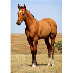 Frost Flash Charge (pending) - 2015 Dun AQHA Stud Colt