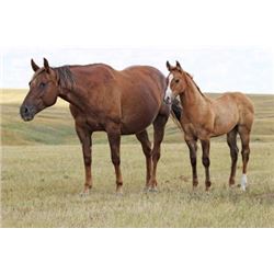 Frost Flash Gem (pending) - 2015 Red Dun AQHA Filly