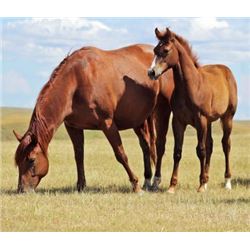 Frost Flash Playgirl (pending) - 2015 Sorrel AQHA Filly