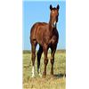 Image 1 : Tuff French Threat (pending) - 2015 Chestnut AQHA Stud Colt