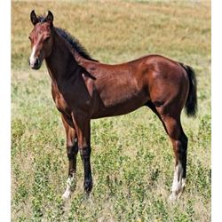 Tuff French Ali (pending) - 2015 Bay AQHA Stud Colt