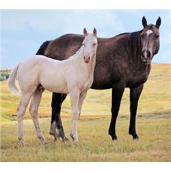 Tuff French Cisco (pending) - 2015 Cremello AQHA Stud Colt