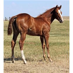 Tuff French Belle (pending) - 2015 Sorrel AQHA Filly