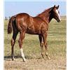 Image 1 : Tuff French Belle (pending) - 2015 Sorrel AQHA Filly