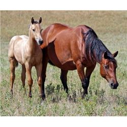 Tuff Miss Starlight (pending) - 2015 Buckskin AQHA Filly