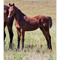Tuff French Dollie (pending) - 2015 Bay AQHA Filly