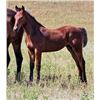 Image 1 : Tuff French Dollie (pending) - 2015 Bay AQHA Filly