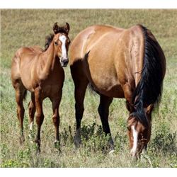 Tuff French Frosty (pending) - 2015 Dun AQHA Filly
