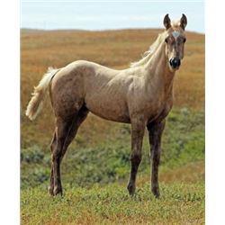 Tuff French Cadillac (pending) - 2015 Palomino AQHA Filly