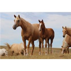 Tough San Colonel (pending) - 2015 Sorrel AQHA Stud Colt