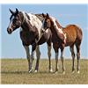 Image 1 : Shot of Firewater (pending) - 2015 Sorrel Tobiano APHA Stud Colt