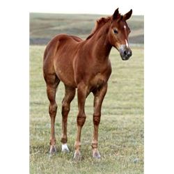 Tough Lady Tonto (pending) - 2015 Sorrel AQHA Filly