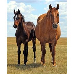 Driftin Sandoc (pending) - 2015 Brown AQHA Stud Colt