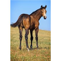 Driftin Frostwood (pending) - 2015 Buckskin AQHA Stud Colt