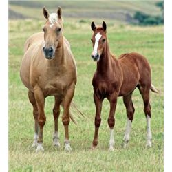 Driftin San Concho (pending) - 2015 Sorrel AQHA Filly