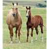 Image 1 : Driftin San Concho (pending) - 2015 Sorrel AQHA Filly