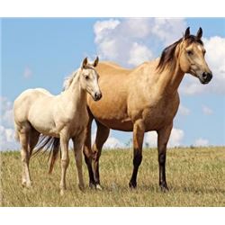 Driftin French Frost (pending) - 2015 Palomino AQHA Filly