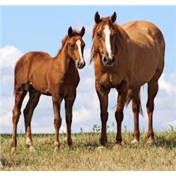Freckles Sugargin (pending) - 2015 Chestnut AQHA Filly