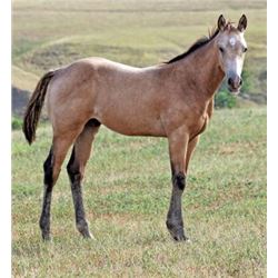 Firewater First Down (pending) - 2015 Buckskin AQHA Stud Colt