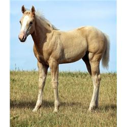 Firewater Tonto (pending) - 2015 Palomino AQHA Stud Colt