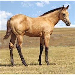 Firewater Suzanna  - 2015 Buckskin AQHA Filly