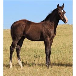Firewater Silky (pending) - 2015 Black AQHA Filly