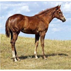 Firewater Willow (pending) - 2015 Sorrel AQHA Filly