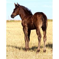 OUT of sale Firewater Miss Jessy (pending) - 2015 Black AQHA Filly