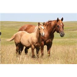 Annies Little Coyote - 2001 Sorrel AQHA Mare