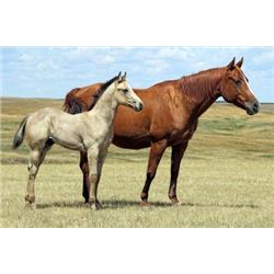 Freckles Jazzy - 2002 Sorrel AQHA Mare