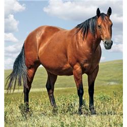 Sakem Lue Lue - 2000 Bay AQHA Mare