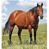 Image 1 : Sakem Lue Lue - 2000 Bay AQHA Mare
