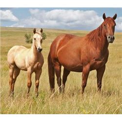 Playgirl Sea Bar  - 2009 Chestnut AQHA Mare