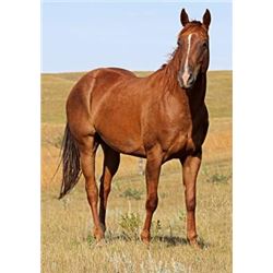 Tough Princess Te - 2008 Sorrel AQHA Mare