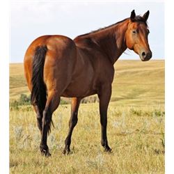 Miss Kilgore Brown - 2009 Bay AQHA Mare