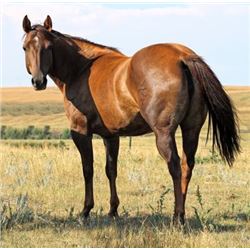 Jetting At Mach One - 2010 Chestnut AQHA Mare