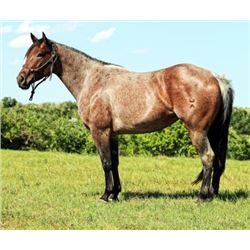 Playgirl Cougar - 2012 Bay Roan AQHA Mare