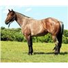 Image 1 : Playgirl Cougar - 2012 Bay Roan AQHA Mare