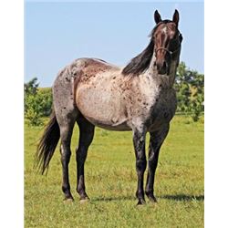 Leo N Redwood - 2010 Blue Roan AQHA Stallion