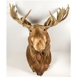 Alaska Moose Head-Taxidermy Mount