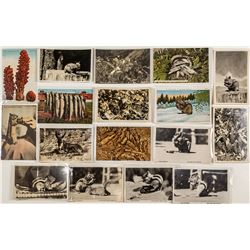 Tahoe Wildlife and Plants Postcards